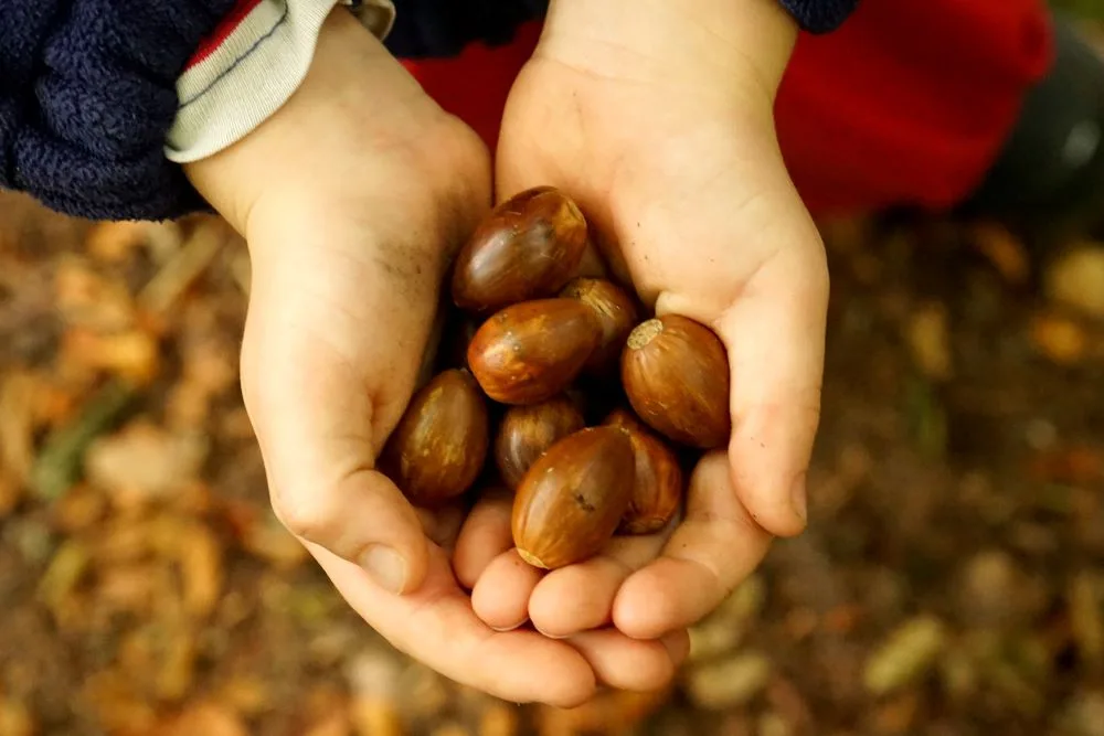 Department of Education news about Forest School training & funding for outdoor education